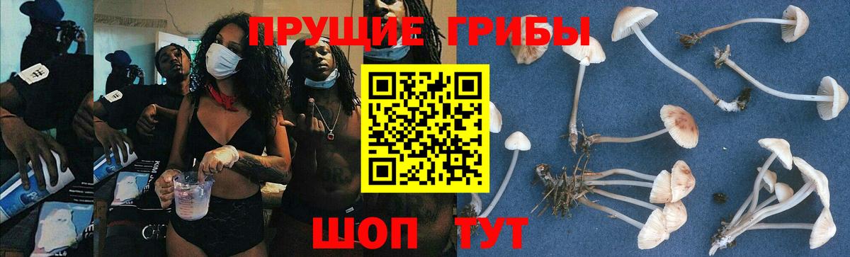 где продают наркотики  Вход с VPN  Псилоцибиновые грибы прущие грибы  Энгельс  Псилоцибиновые грибы прущие грибы 